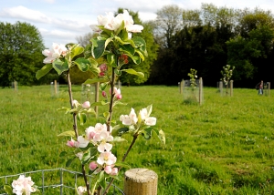 Apple blossom, Lowndes Park Community Orchard